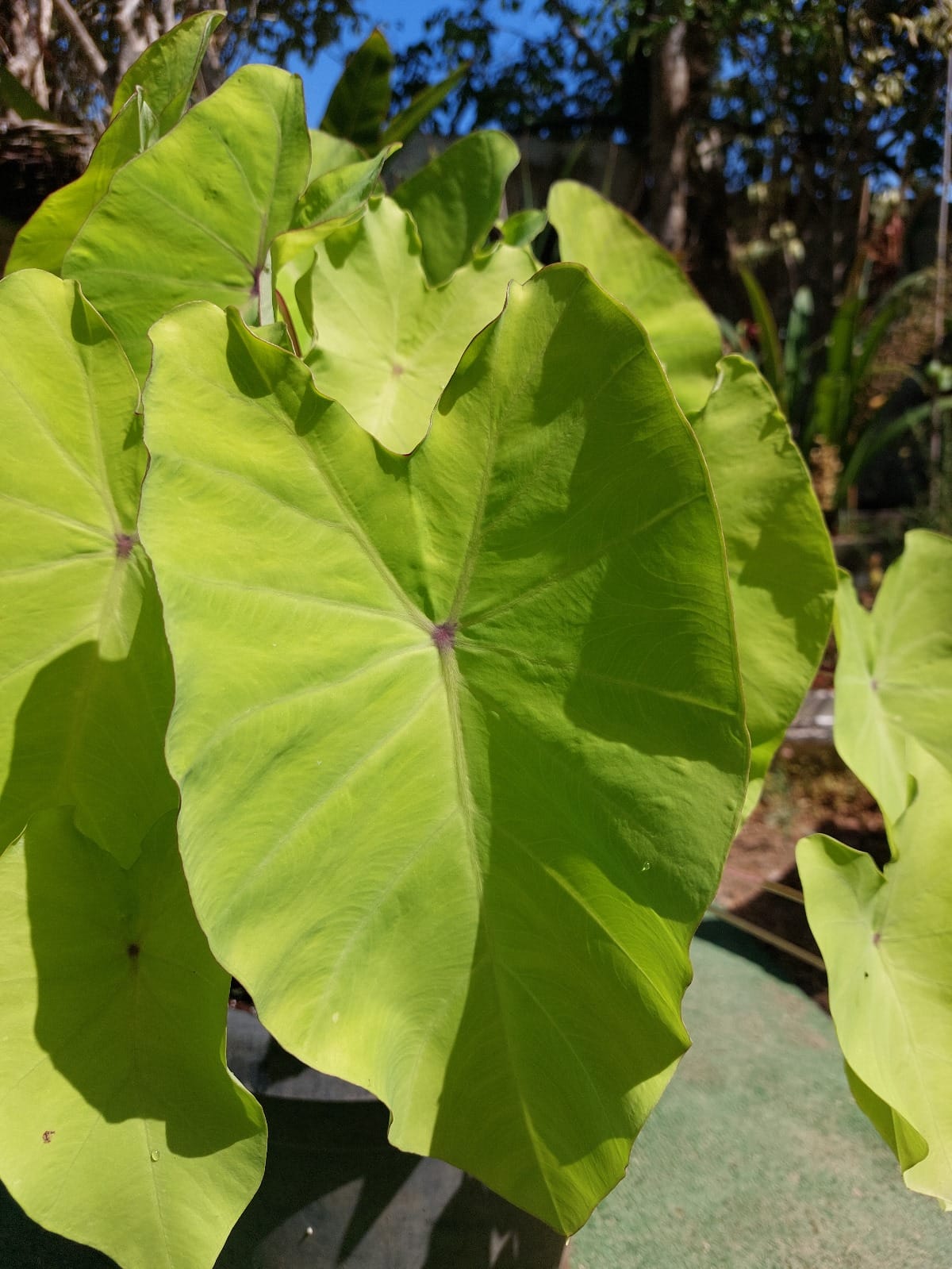 Colocasia Red Eye Gecko